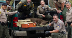 Sheriff's Department, as well as Fish and Wildlife officials, pose next to a bear safely sedated in 2014.
