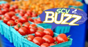 SCV Buzz-Family Fun