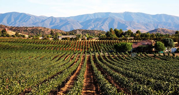 Reyes Winery is gearing up for its third annual hosting of the Sierra Pelona Valley Wine Festival with a hike, brunch and wine tasting to support the fight against cancer, said Robert Reyes, of Reyes Winery.