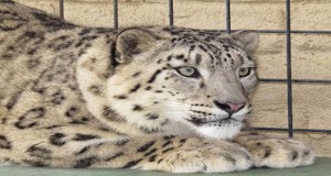 The Exotic Feline Breeding Compound in Rosamond is pleased to welcome two adult snow leopards recently, officials said Thursday.