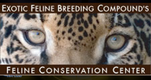 The Exotic Feline Breeding Compound