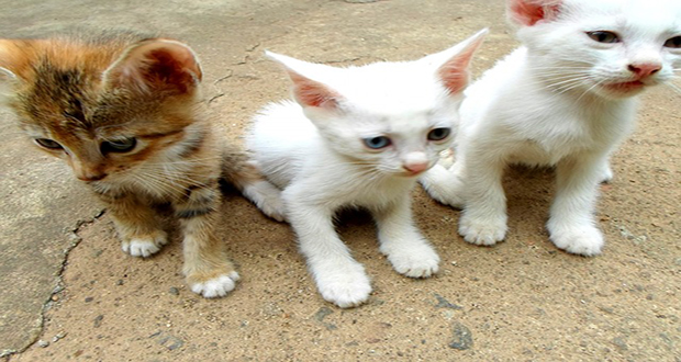 On a motion by Mayor Michael D. Antonovich, the Board of Supervisors unanimously approved amending Title 10 of the Los Angeles County Code to require the mandatory spaying or neutering and microchipping of cats in unincorporated Los Angeles County, which includes the Castaic Animal Shelter.