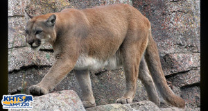 Mountain Lion