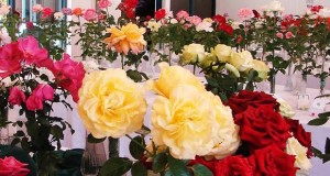 SCV Rose Society - Top Things to do in Santa Clarita