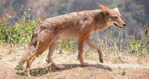 Coyote Stock Photo