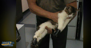 Cat Electrical Tape
