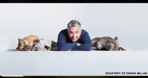 Cesar Millan Dog Whisperer