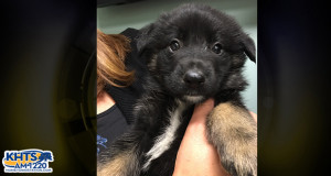 SCV Charity Chili Cook-Off Puppy Auction Stirs Controversy Among Community
