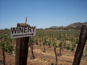 sierra pelona valley wine festival 3