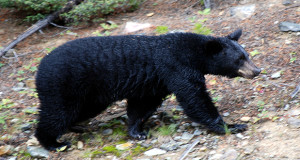 A large black bear that was seen in a resident’s backyard in the Robinson Ranch community in Canyon Country earlier this month has been spotted again, this time causing damage to a residence.