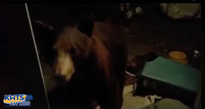 placerita canyon bear