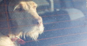 Keep Dogs Cool During Santa Clarita Valley Summer Heat Waves