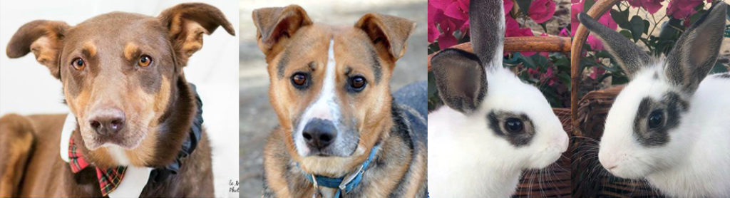 KHTS Adoptable Pets of the Week In Need of Homes