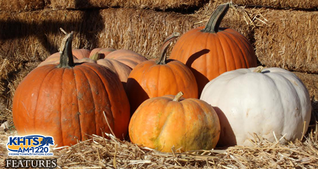 Saugus Farm To Continue Local Fall Traditions With Inaugural Harvest Festival, Pumpkin Patch
