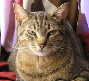 Batman, Pet Me Happy's feline mascot.