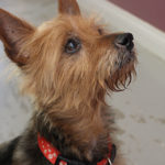 KHTS Adoptable Pet of the Week - Louie