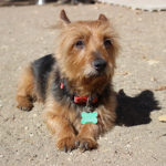 KHTS Adoptable Pet of the Week - Louie