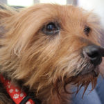 KHTS Adoptable Pet of the Week - Louie