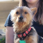KHTS Adoptable Pet of the Week - Louie