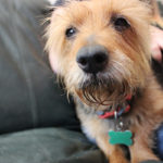 KHTS Adoptable Pet of the Week - Louie