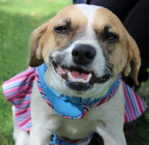 KHTS Adoptable Pet of the Week - Sassy