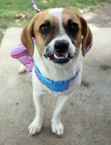 KHTS Adoptable Pet of the Week - Sassy