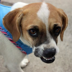 KHTS Adoptable Pet of the Week - Sassy