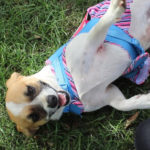 KHTS Adoptable Pet of the Week - Sassy