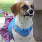 KHTS Adoptable Pet of the Week - Sassy