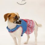 KHTS Adoptable Pet of the Week - Sassy