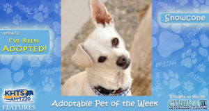 KHTS Adoptable Pet of the Week - Snowcone
