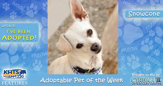 KHTS Adoptable Pet of the Week - Snowcone
