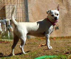 KHTS Adoptable Pet of the Week - Snowcone