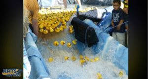 Samuel Dixon Family Health Center officials announced the winners Friday from the 14th annual Rubber Ducky Festival. About 2,500 rubber duckies entered in this year’s race, which annually takes place in the water at Bridgeport Marketplace.
