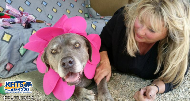 ‘A Day In Their Paws’ Fundraiser To Return To The Brittany Foundation Saturday