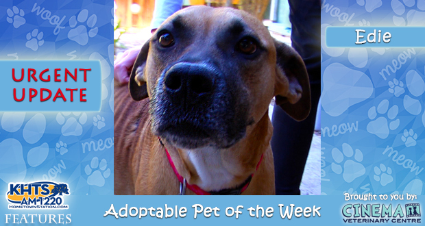 KHTS Adoptable Pet Of The Week Edie Urgently In Need Of New Home