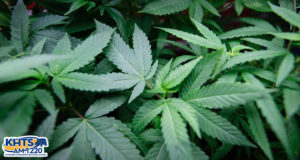 marijuana