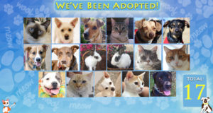 KHTS Adoptable Pet of the Week