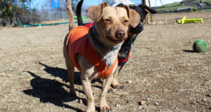 KHTS Adoptable Pets Of The Week: Salt & Pepper