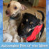 KHTS Adoptable Pet of the Week