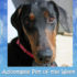Pet of the Week Update - Iris