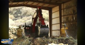 Fox Feed Fire