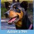 KHTS Adopt a Pet - Nani Adopted