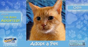 KHTS Adopt a Pet - Odin Adopted