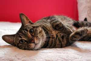 KHTS Adoptable Pet of the Week - Stella