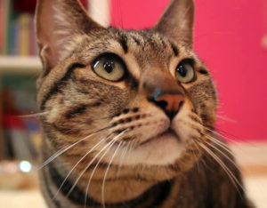 KHTS Adoptable Pet of the Week - Stella