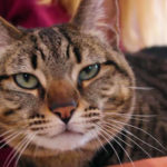 KHTS Adoptable Pet of the Week - Stella