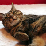 KHTS Adoptable Pet of the Week - Stella