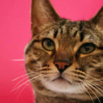 KHTS Adoptable Pet of the Week - Stella