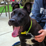 KHTS Adoptable Pet of the Week - Vader